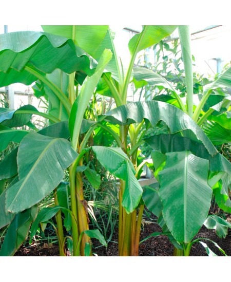 Banānkoka audzēšanas komplekts RADIS et CAPUCINE Pirāts