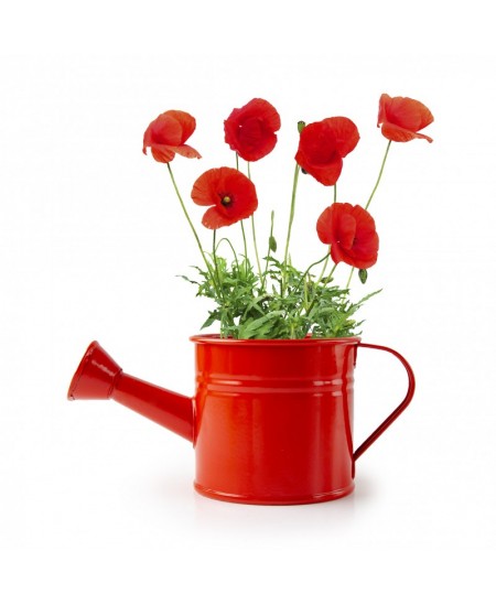 Audzēšanas komplekts lejkannā RADIS et CAPUCINE Sarkanā magone