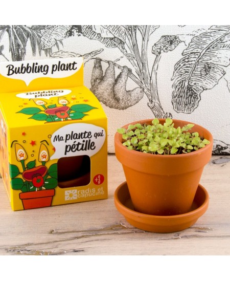 Burbuļaugu audzēšanas komplekts RADIS et CAPUCINE