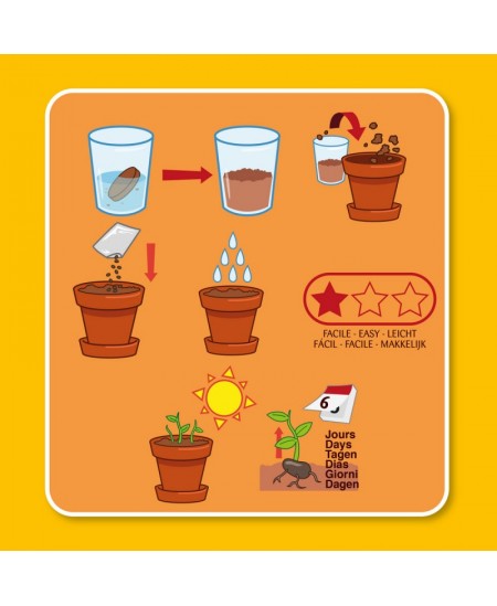 Burbuļaugu audzēšanas komplekts RADIS et CAPUCINE