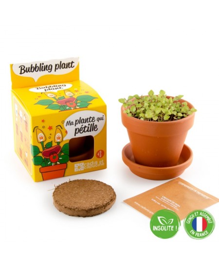 Burbuļaugu audzēšanas komplekts RADIS et CAPUCINE