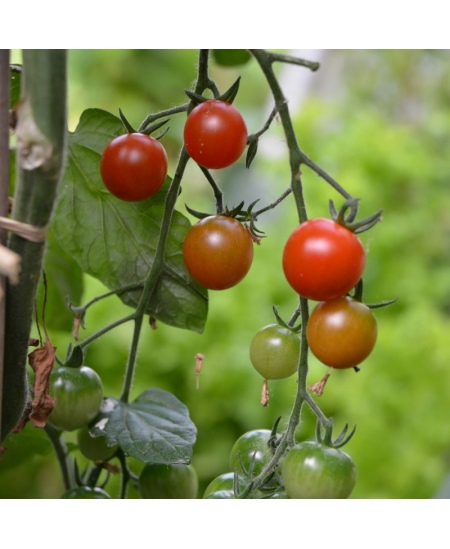 Audzēšanas komplekts bērniem RADIS et CAPUCINE Ekoloģiskie ķiršu tomāti