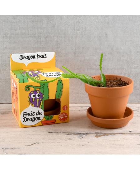 Audzēšanas komplekts bērniem RADIS et CAPUCINE Pūķa auglis