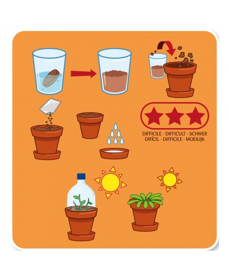 Audzēšanas komplekts bērniem RADIS et CAPUCINE Pūķa auglis