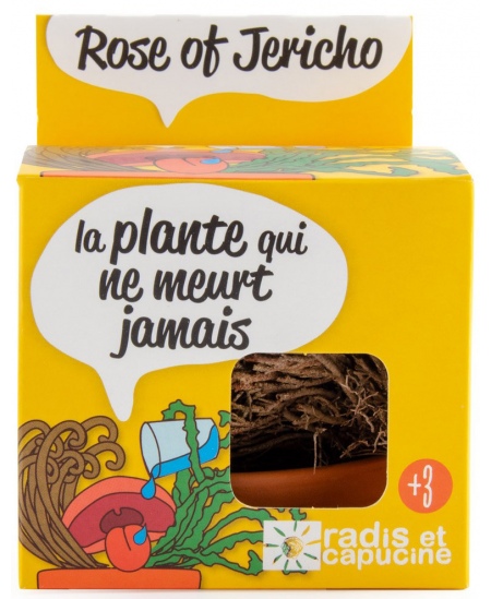 Jērikas rozes audzēšanas komplekts RADIS et CAPUCINE Mūžīgais augs, 11 cm