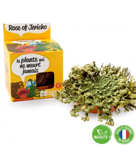 Jērikas rozes audzēšanas komplekts RADIS et CAPUCINE Mūžīgais augs, 11 cm