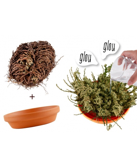 Jērikas rozes audzēšanas komplekts RADIS et CAPUCINE Mūžīgais augs, 11 cm