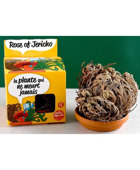 Jērikas rozes audzēšanas komplekts RADIS et CAPUCINE Mūžīgais augs, 11 cm
