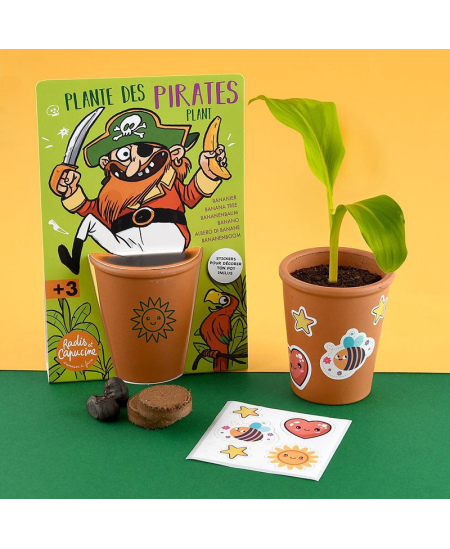 Banānkoka audzēšanas komplekts RADIS et CAPUCINE Pirāts