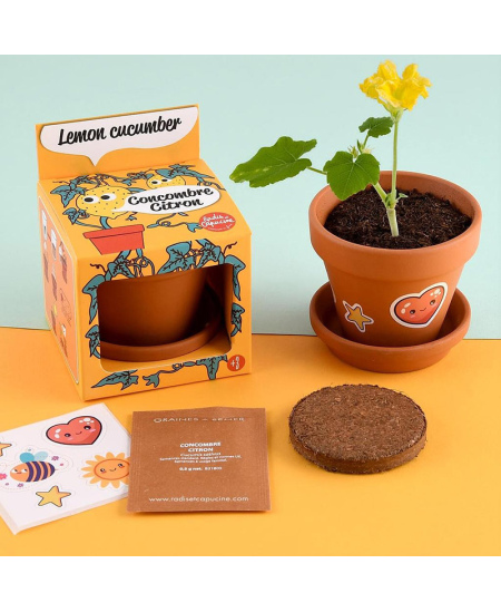 Audzēšanas komplekts bērniem RADIS ET CAPUCINE Citronu gurķis